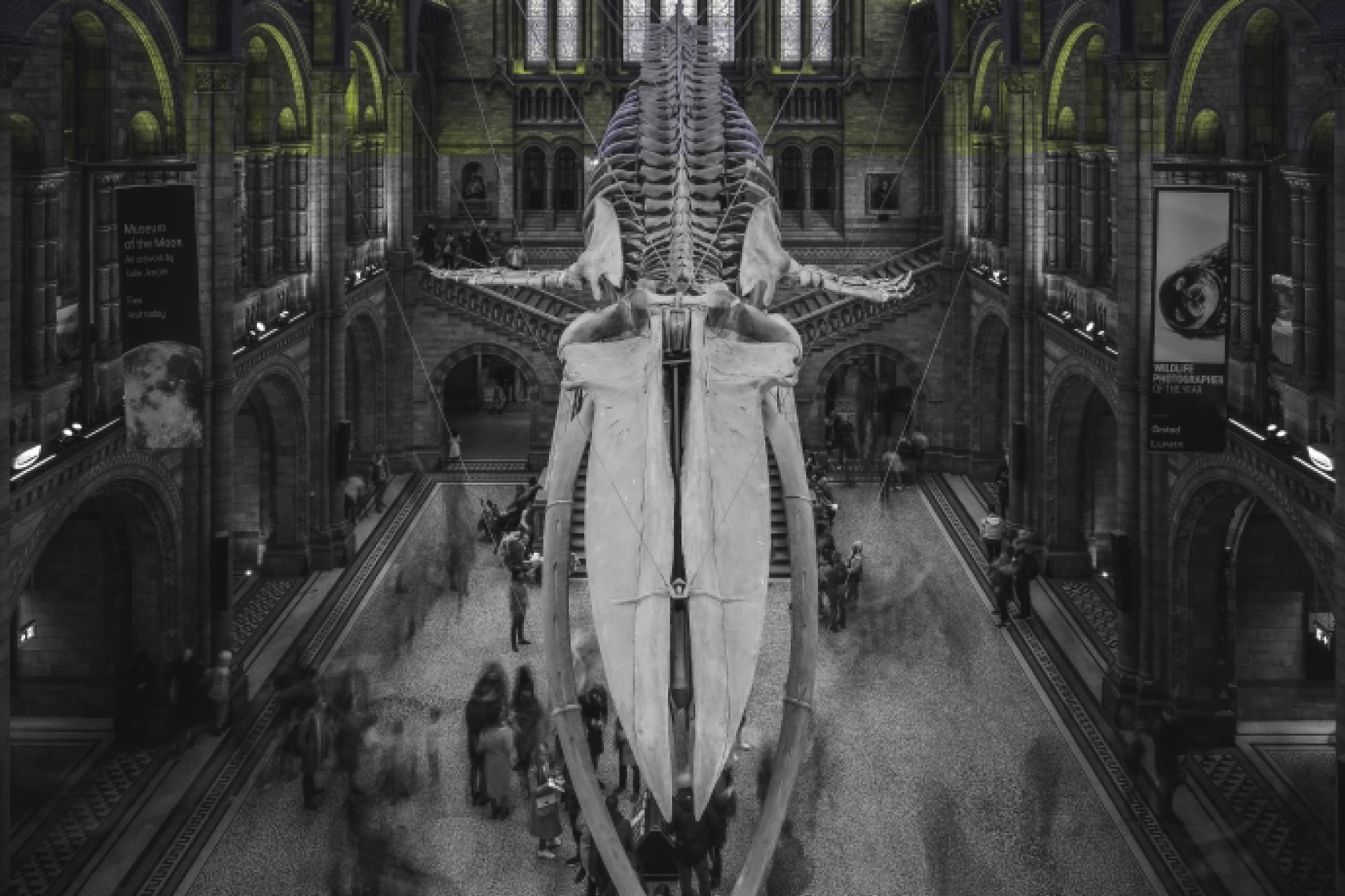 Natural History Museum.jpg